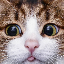 Marco Schlicht's avatar